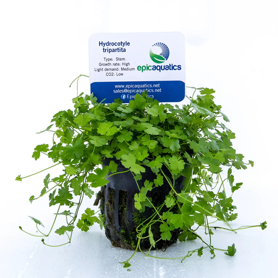 Hydrocotyle Tripartita