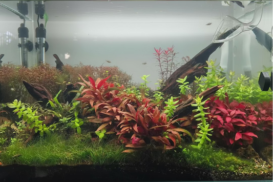 Custom Scape Build — Medium (60cm)