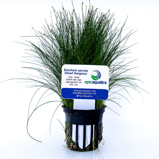 Eleocharis Pusilla Mini