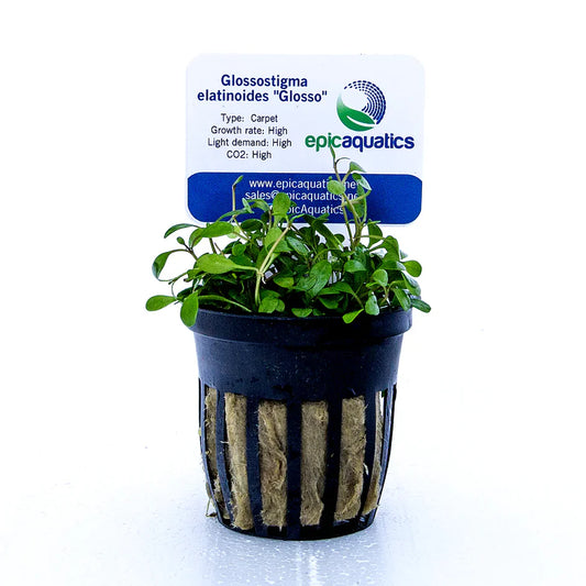 Glossostigma Elatinoides