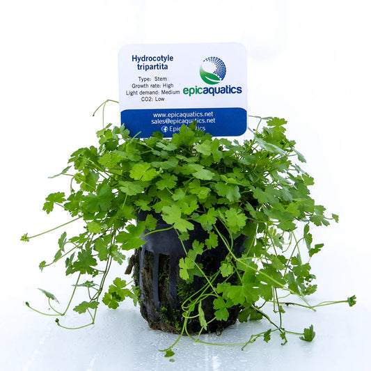 Hydrocotyle Tripartita