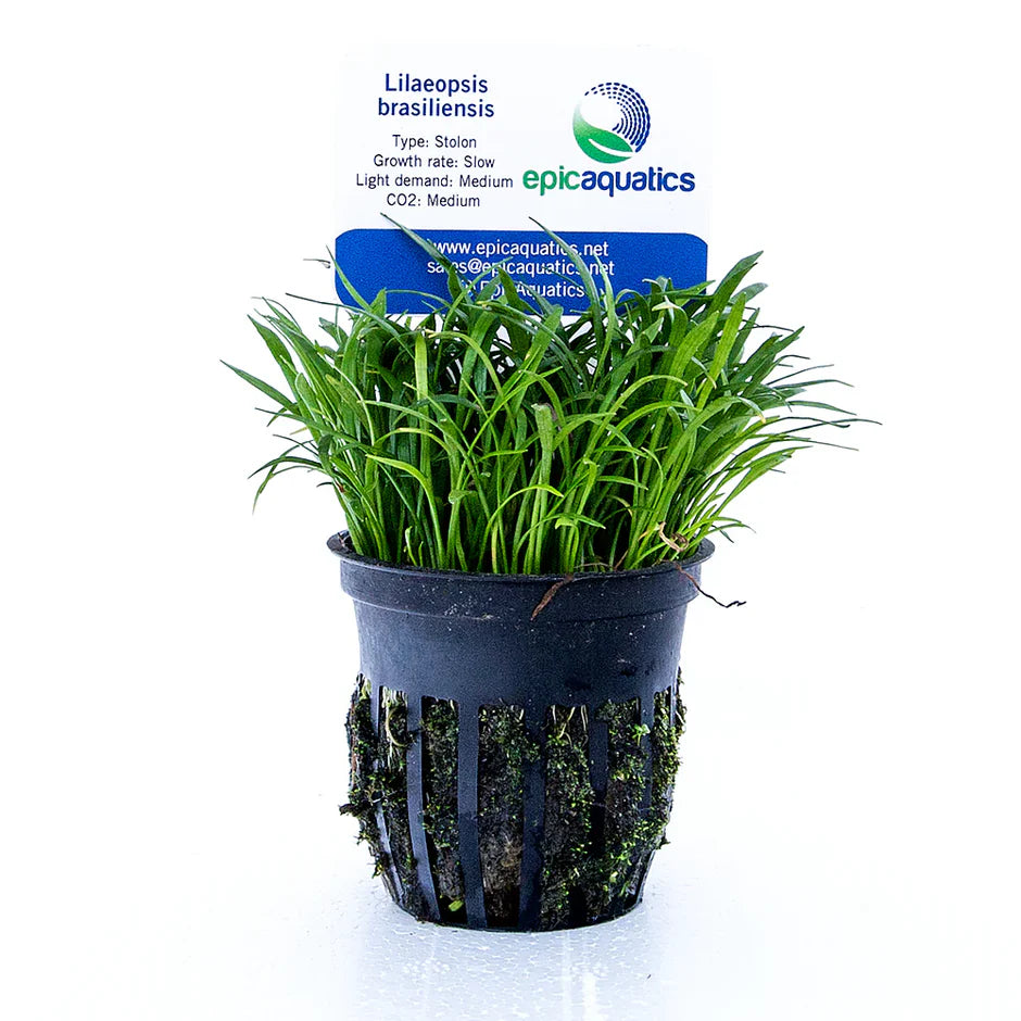 Lilaeopsis Brasiliensis