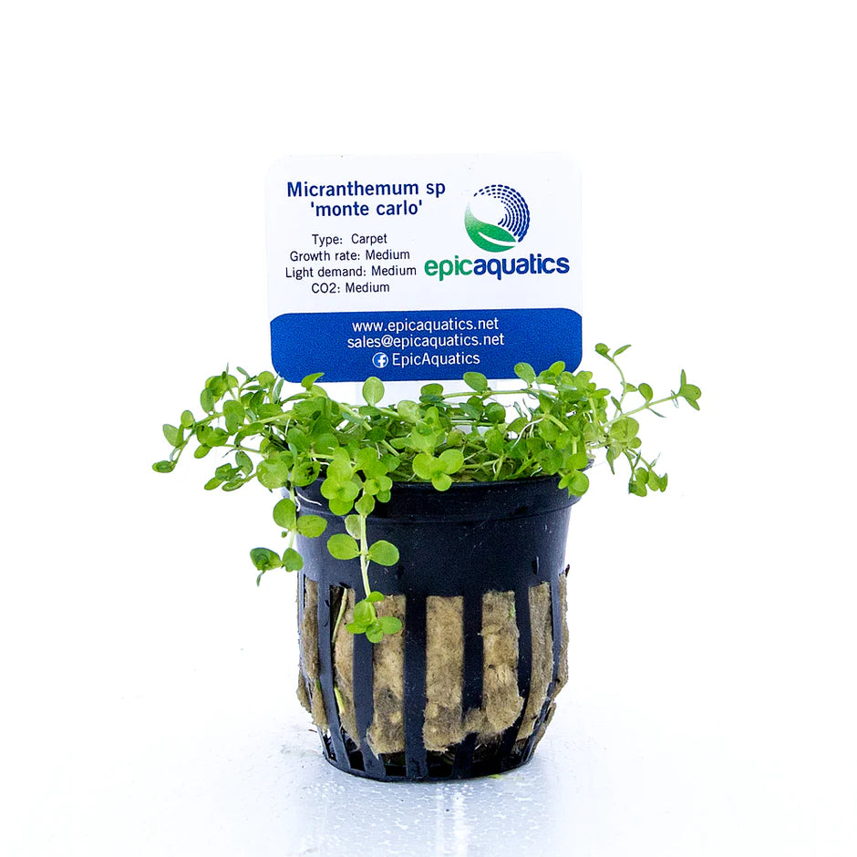 Micranthemum Monte Carlo