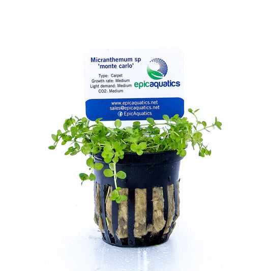 Micranthemum Monte Carlo