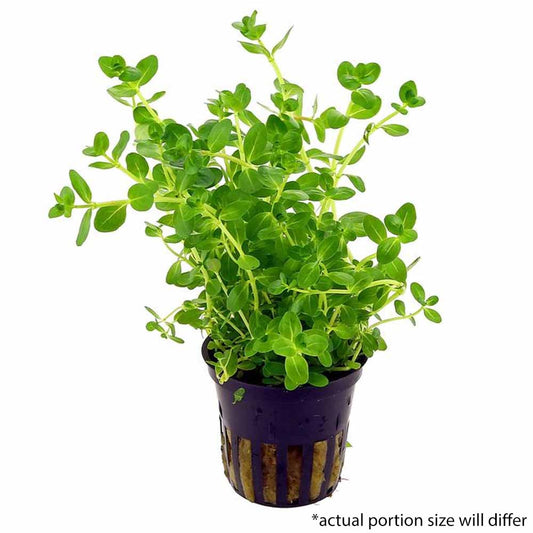 Rotala Ceylon