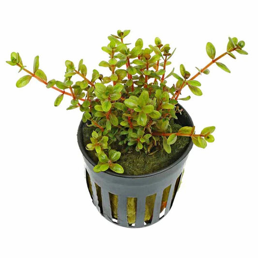 Rotala Rotundifolia H'ra