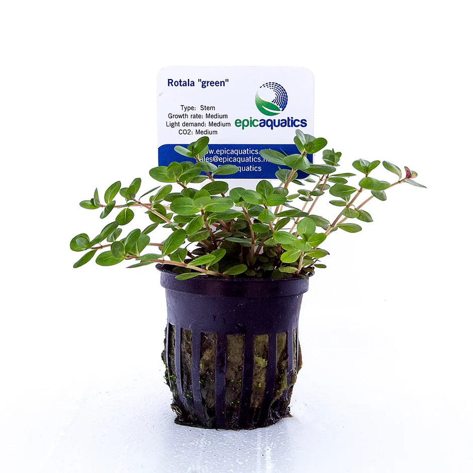 Rotala sp. Green