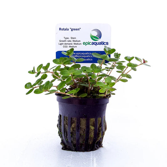 Rotala sp. Green