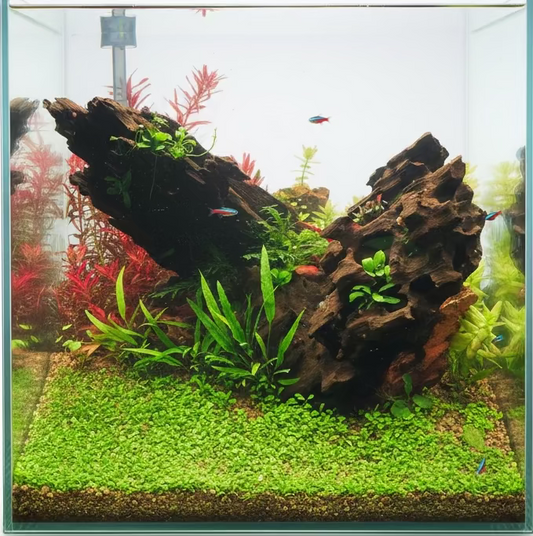 Dragon wood 40c
