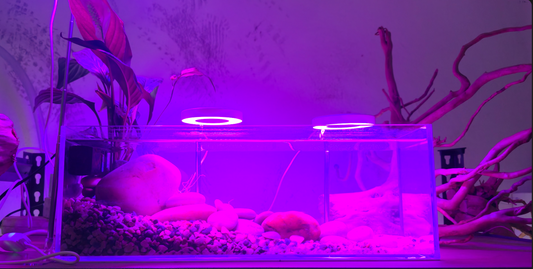 River-Style Aquascape with Peace Lily