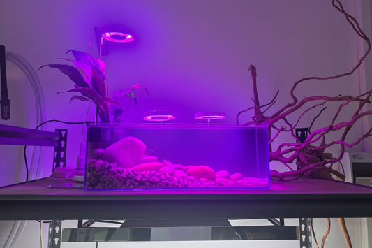 River-Style Aquascape with Peace Lily